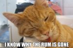 Drunk Kitty Cat
