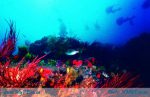 Scuba Diving