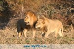 King Sylvester