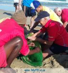 NSRI Injured Dolphin