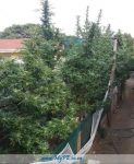 East London Dagga