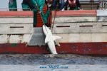 Shark Fishing