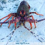 Crayfish