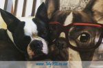 Bonnie Boston Terrier