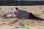 Cape Recife Dolphin