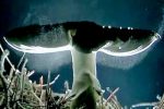 Mushroom Spores