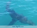 White Shark Pollock
