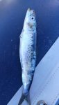 Dead Sardines