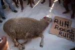 Sheep Slaughter Ritual Clifton