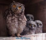 Nqura Owls