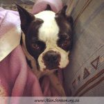 Boston Terrier Bonnie settles in for Winter