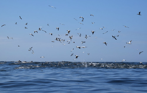 Algoa Bay