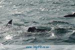 Bottlenose Dolphin