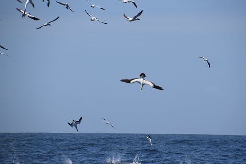Algoa Bay