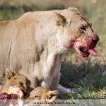 Inkwenkwezi White Lions