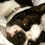 Bonnie