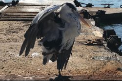 Heron