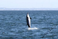 Breaching Dolphin