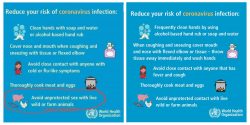 World Health Organisation Coranoaviruse animal contact